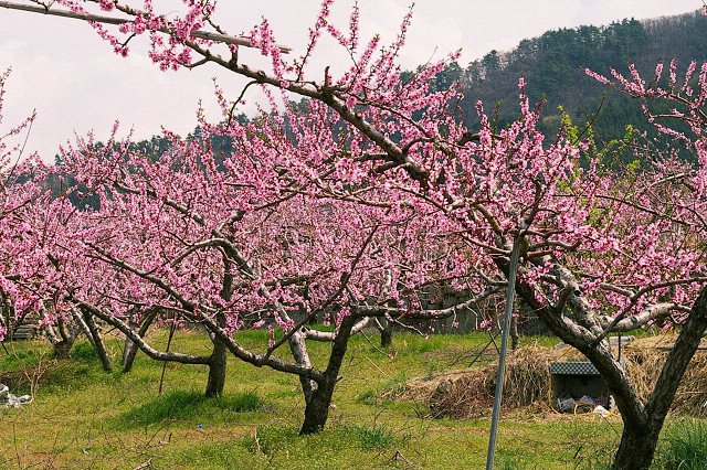 peach blossoms 