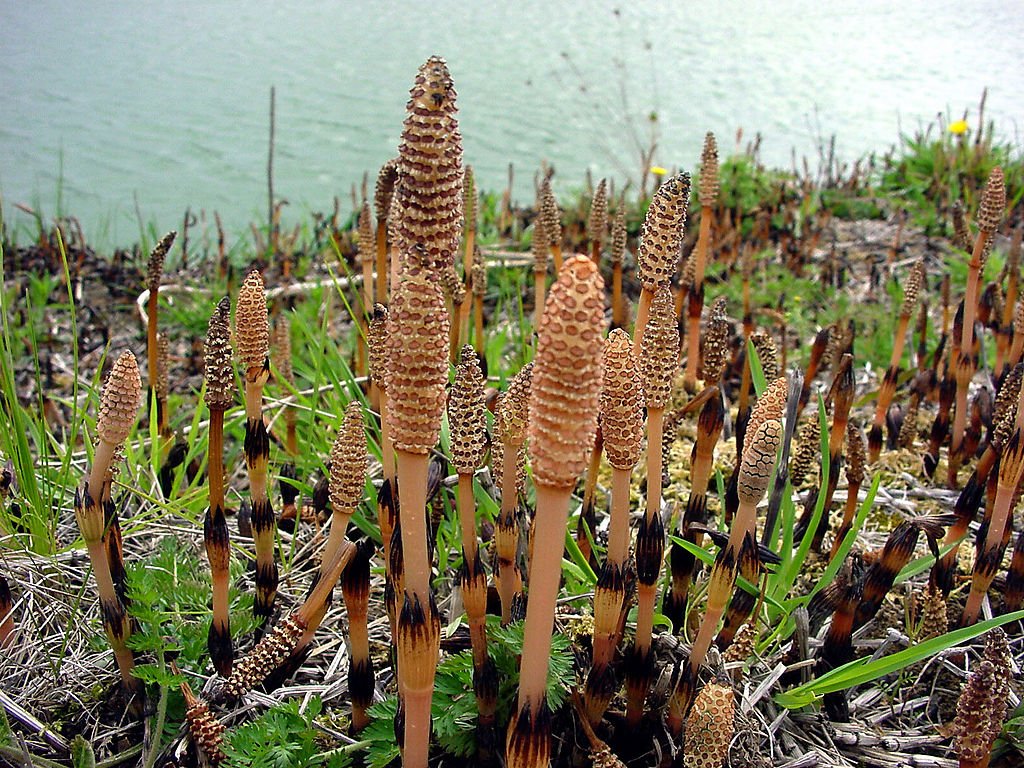 tsukushi / field horsetail 