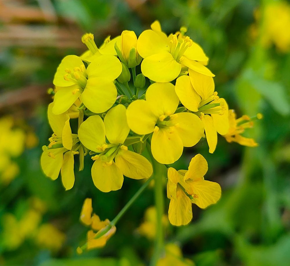 mustard flower 