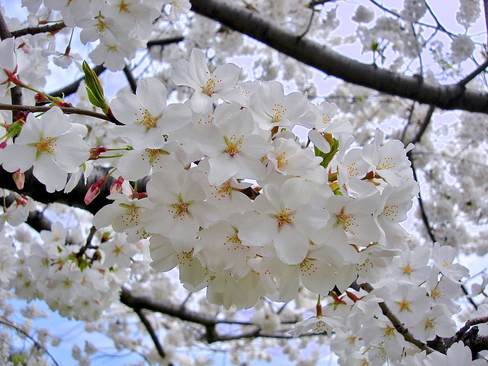 sakura / cherry blossoms 