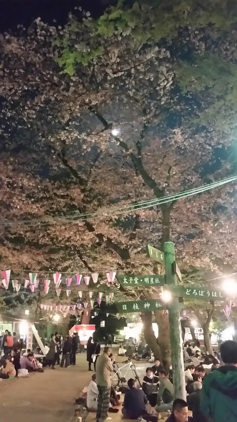 Kit's yozakura / cherry blossom evening