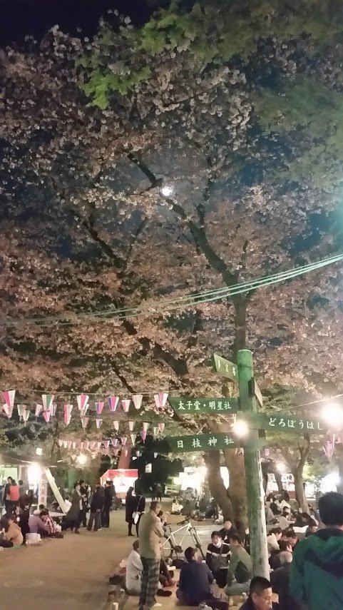 Kit's yozakura / cherry blossom evening 