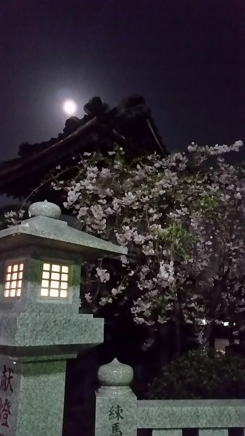 full moon over cherry blossoms at night