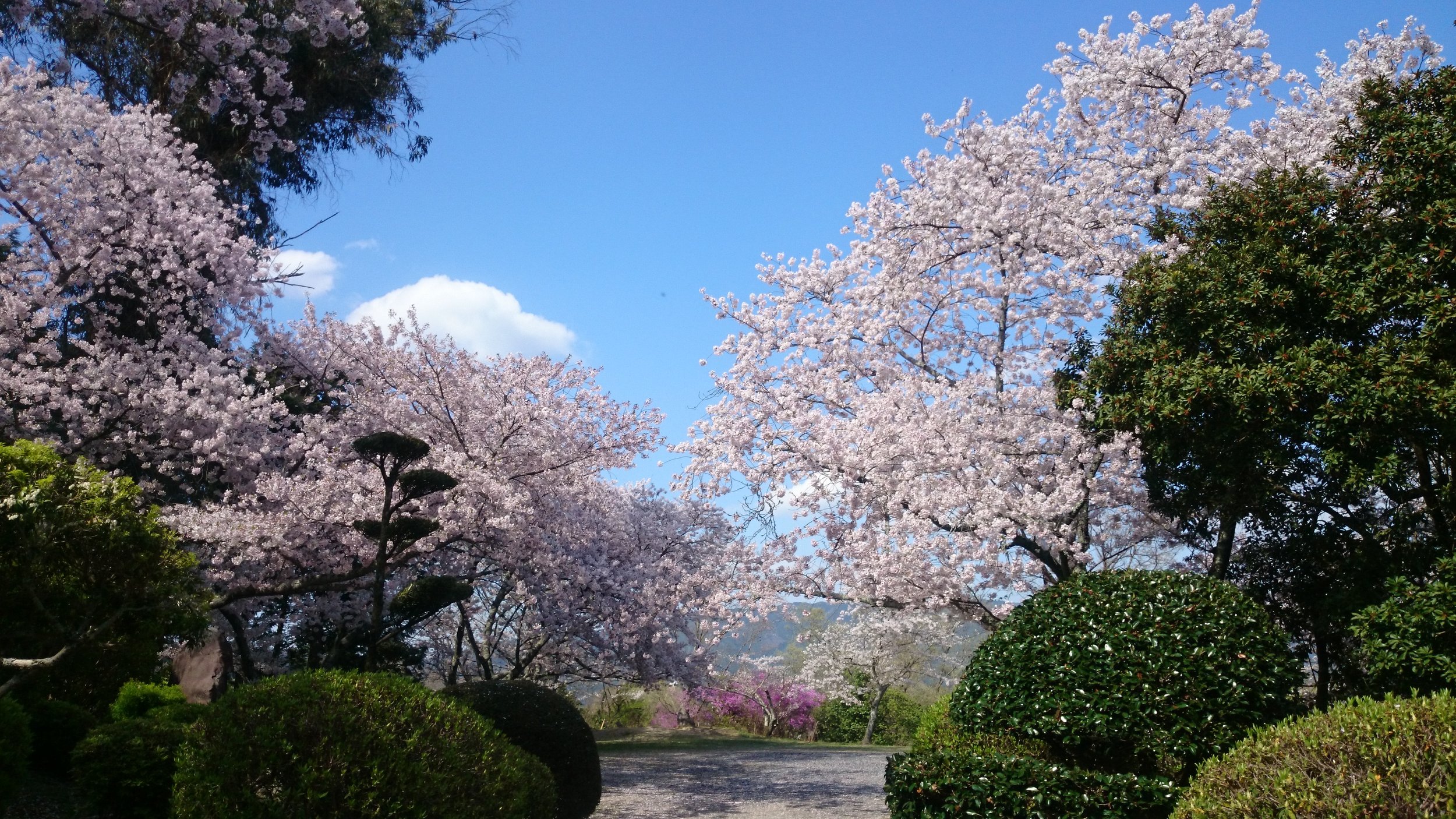 cherry blossoms