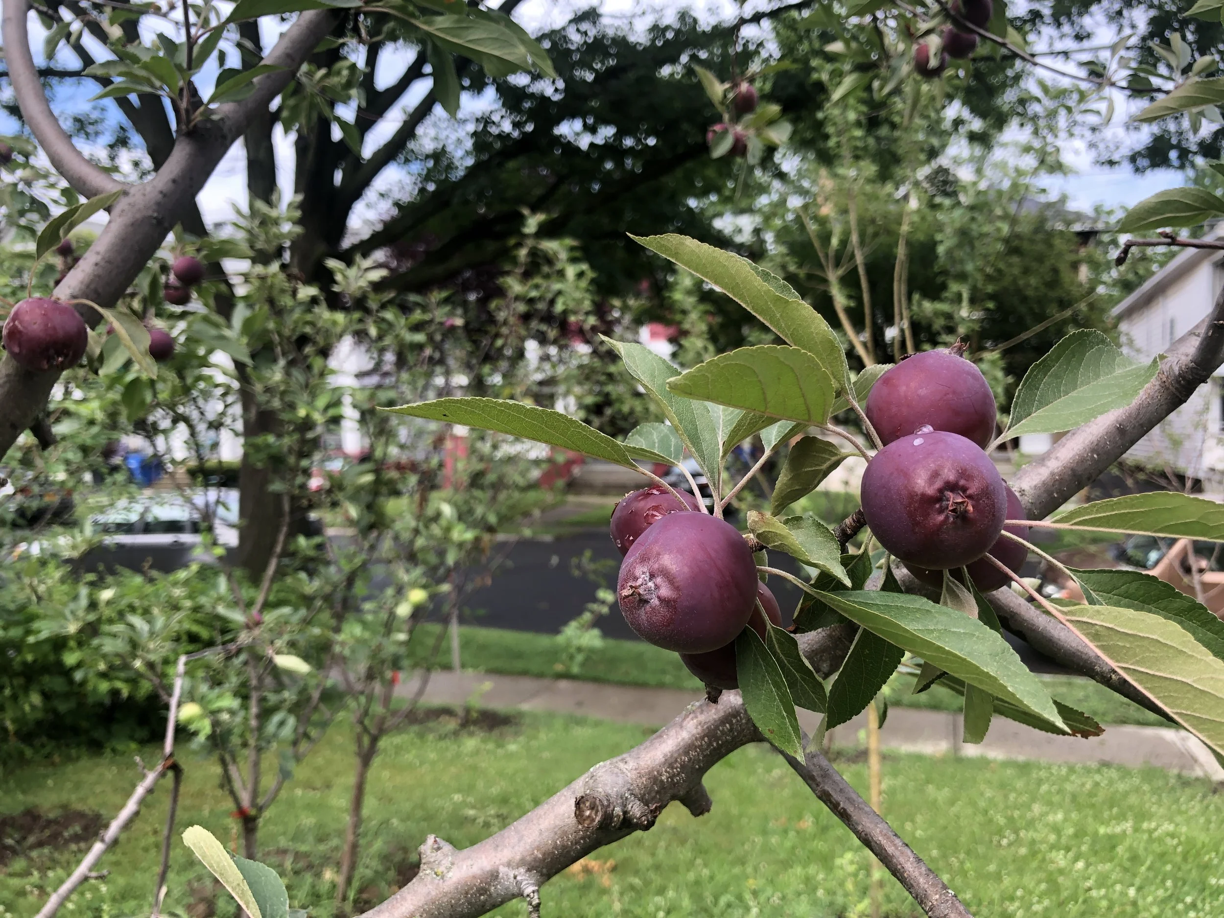 Growing Heat, Growing Apples