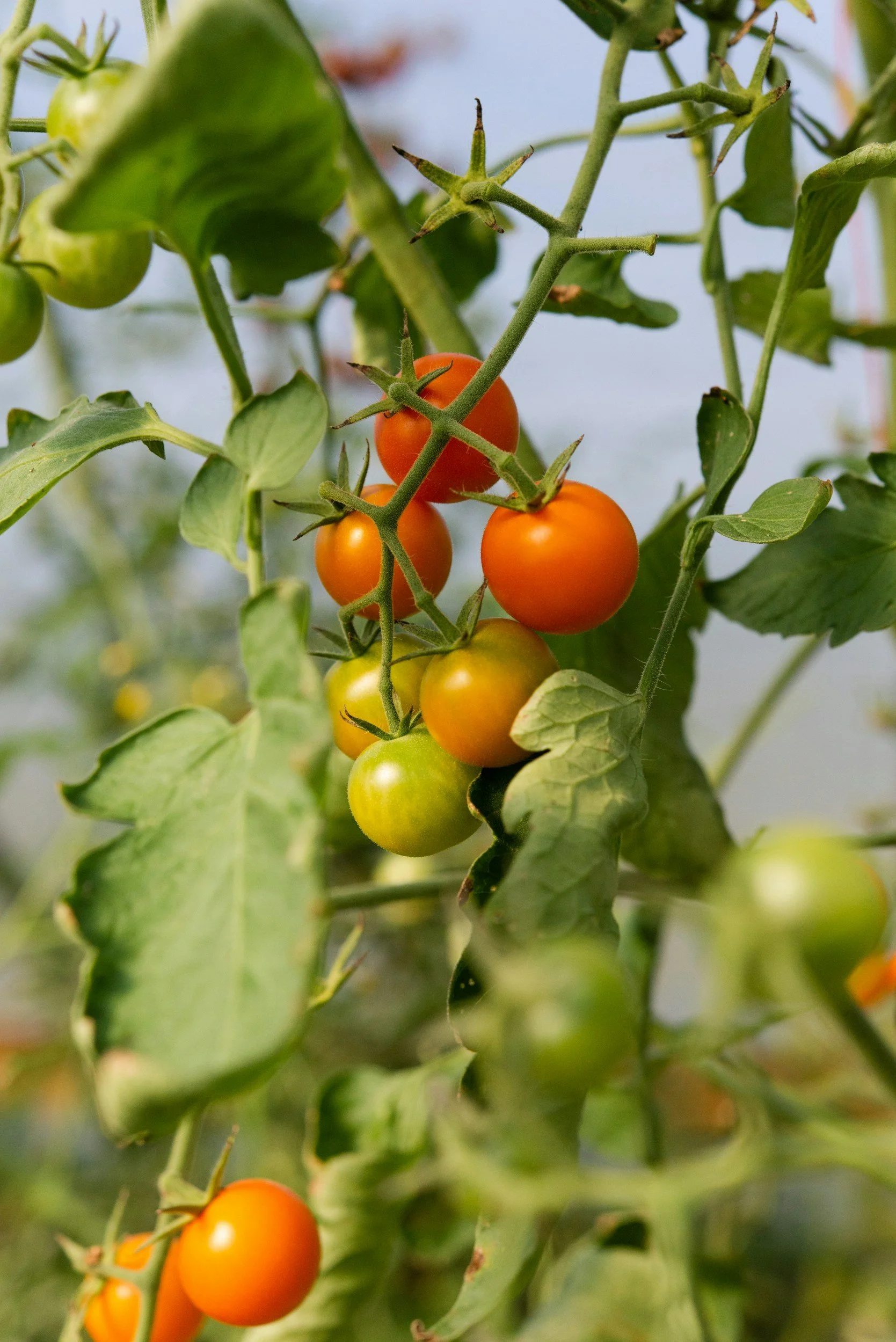 Gleaning the Harvest