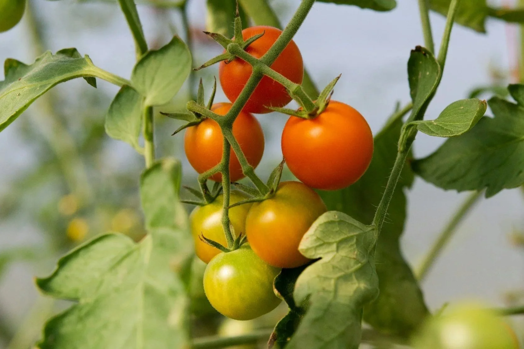 Gleaning the Harvest