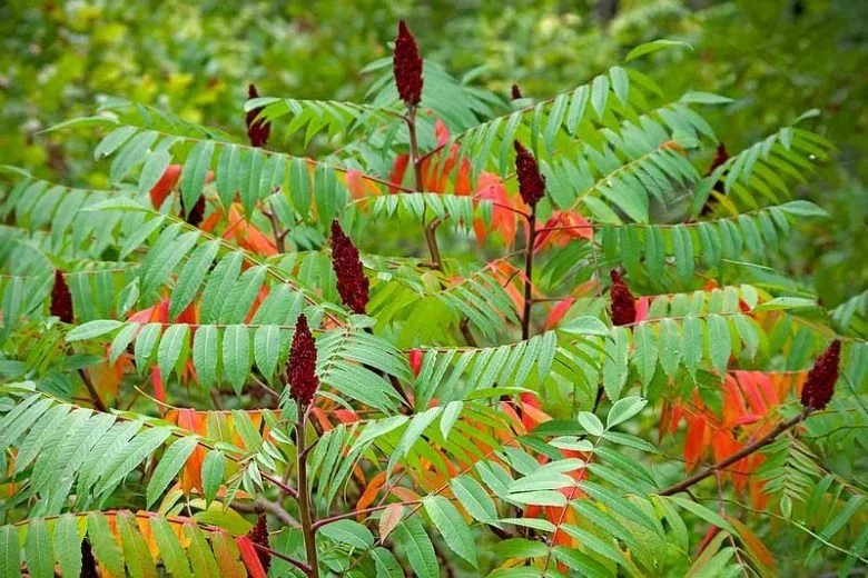 Signs of Autumn