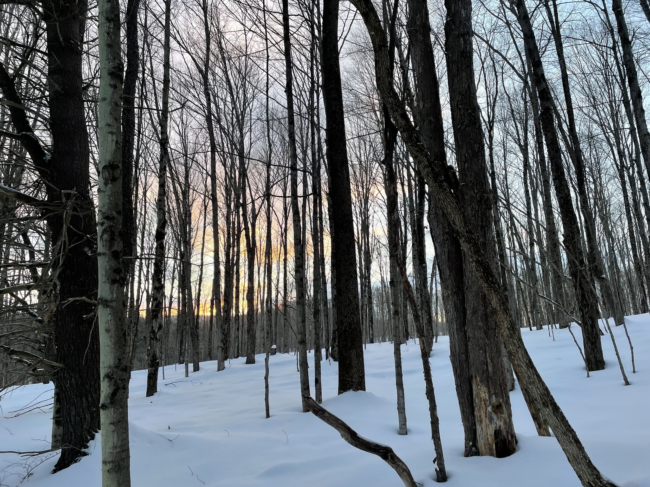 snowy_woods_vanilla_sky.jpeg