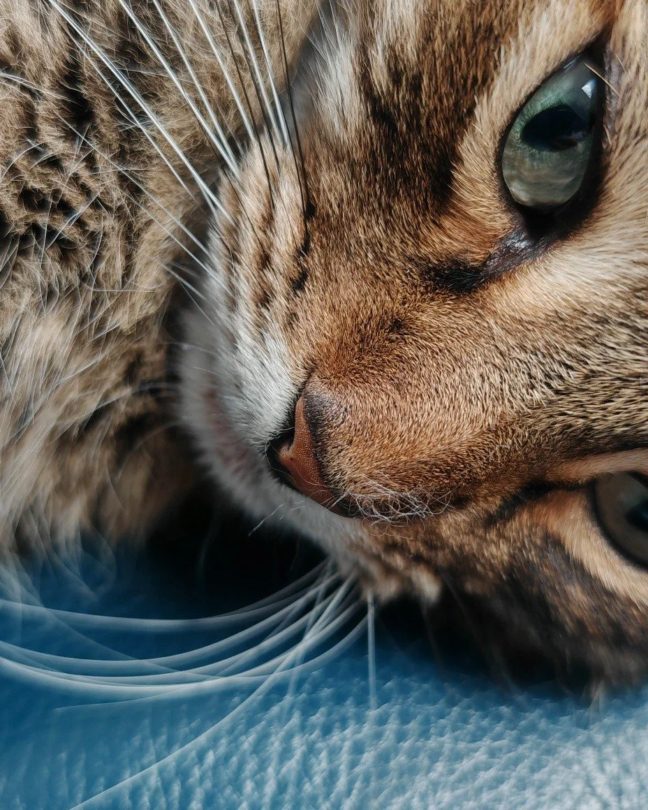 Hello lovely sewing people!

I have been even quieter than usual since the fabulous show in Brighton. I came home with lots of things I wanted to share, but unfortunately, my everyday life took up all of my attention.

One of my lovely kitty boys, wh
