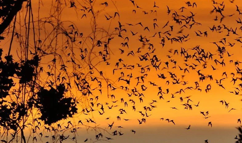 Bikes &amp; Bats Along Buffalo Bayou