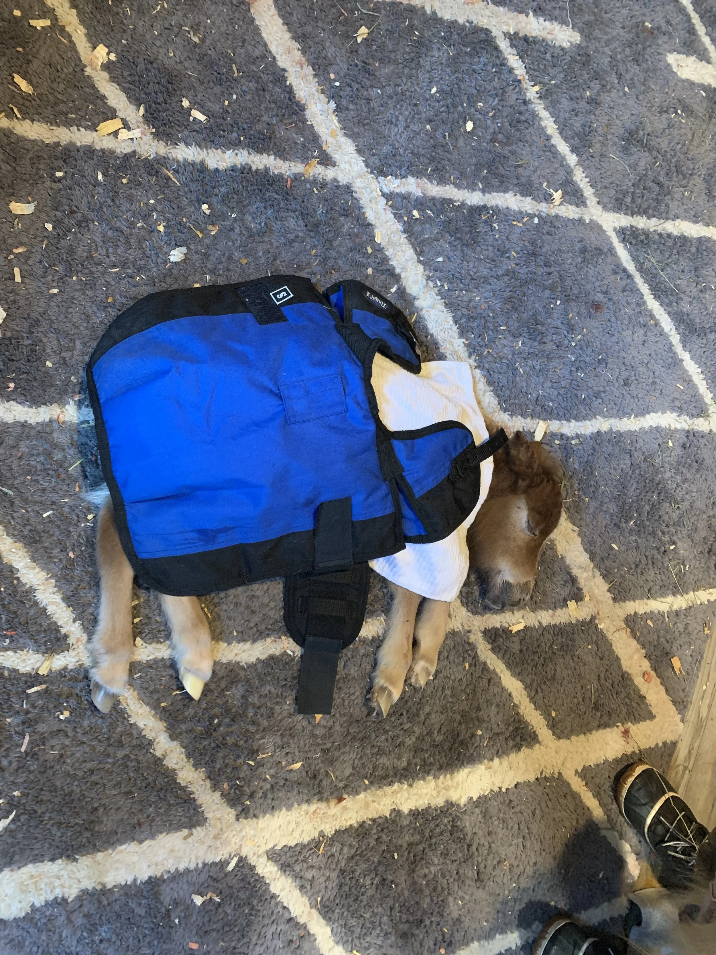IMG_0314 (1).jpeg