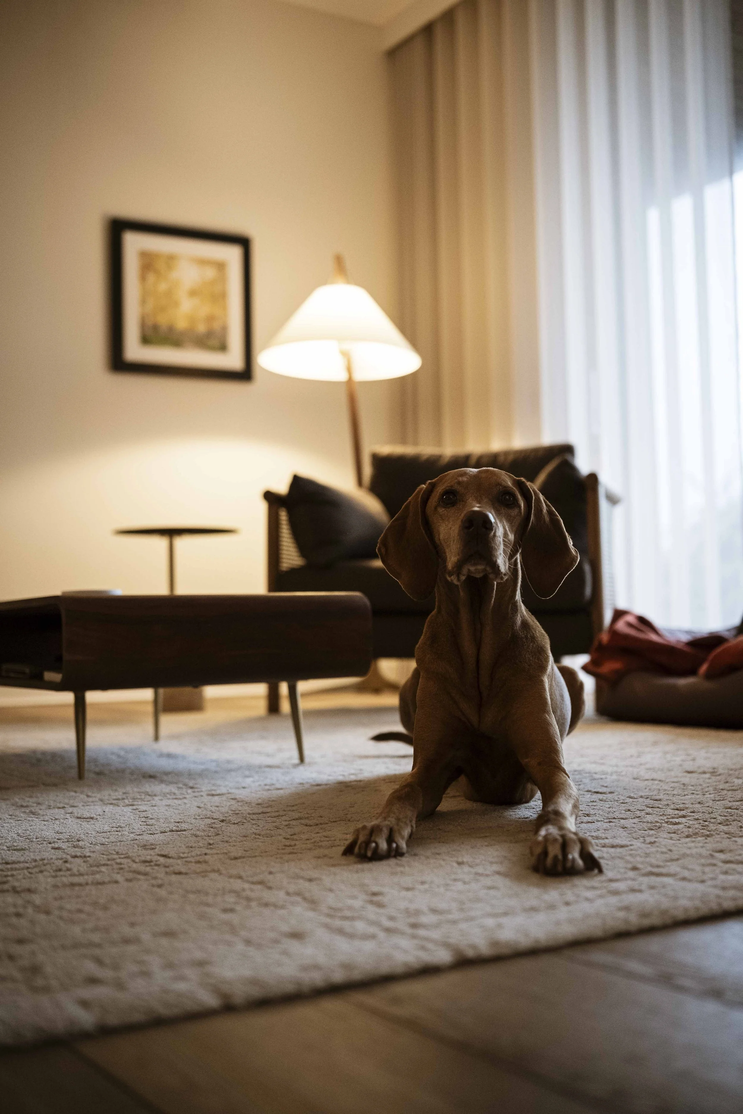 A brown dog sitting on a beige carpet in a living room with a lamp, framed picture, and a couch in the background.