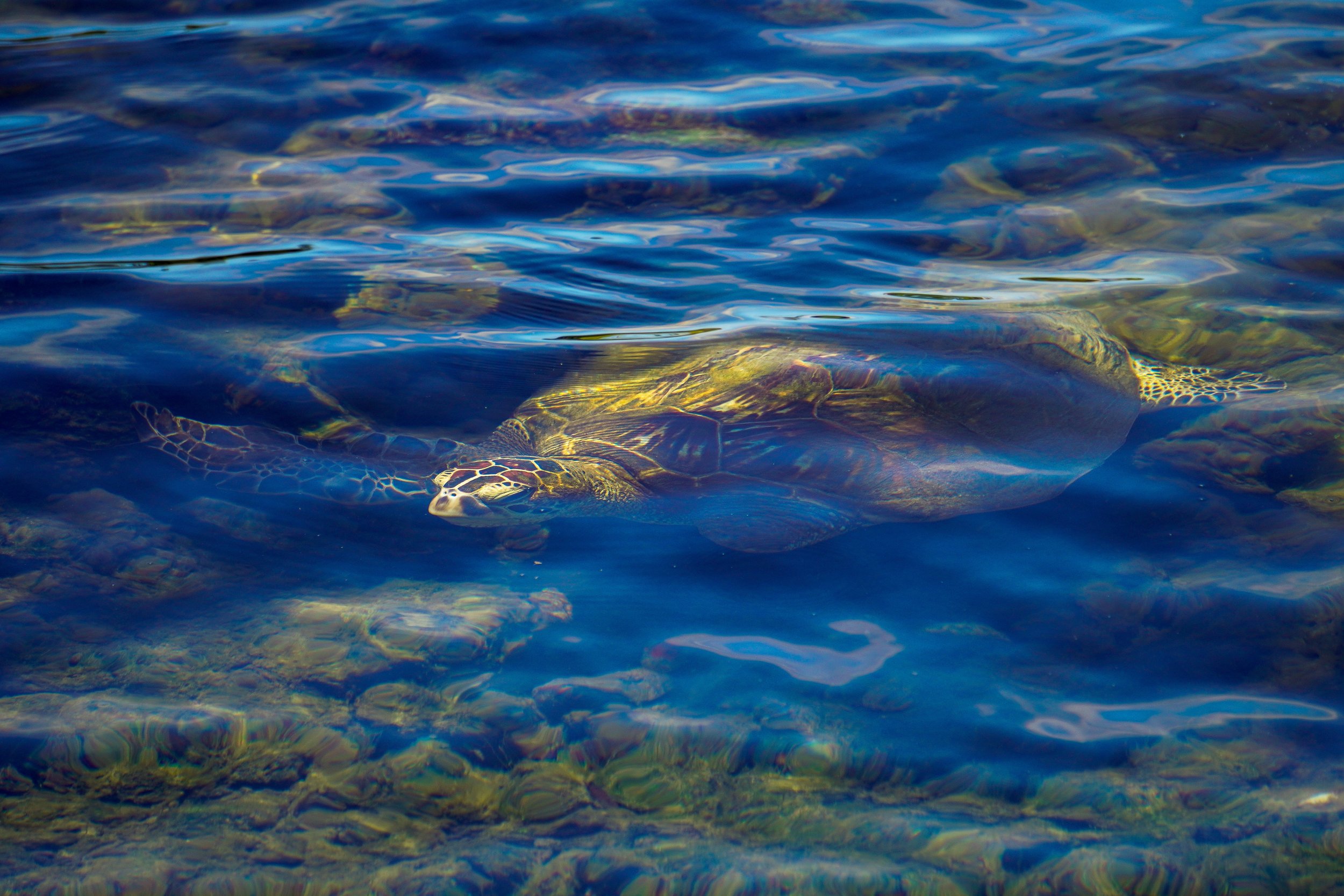 Turtle.jpg