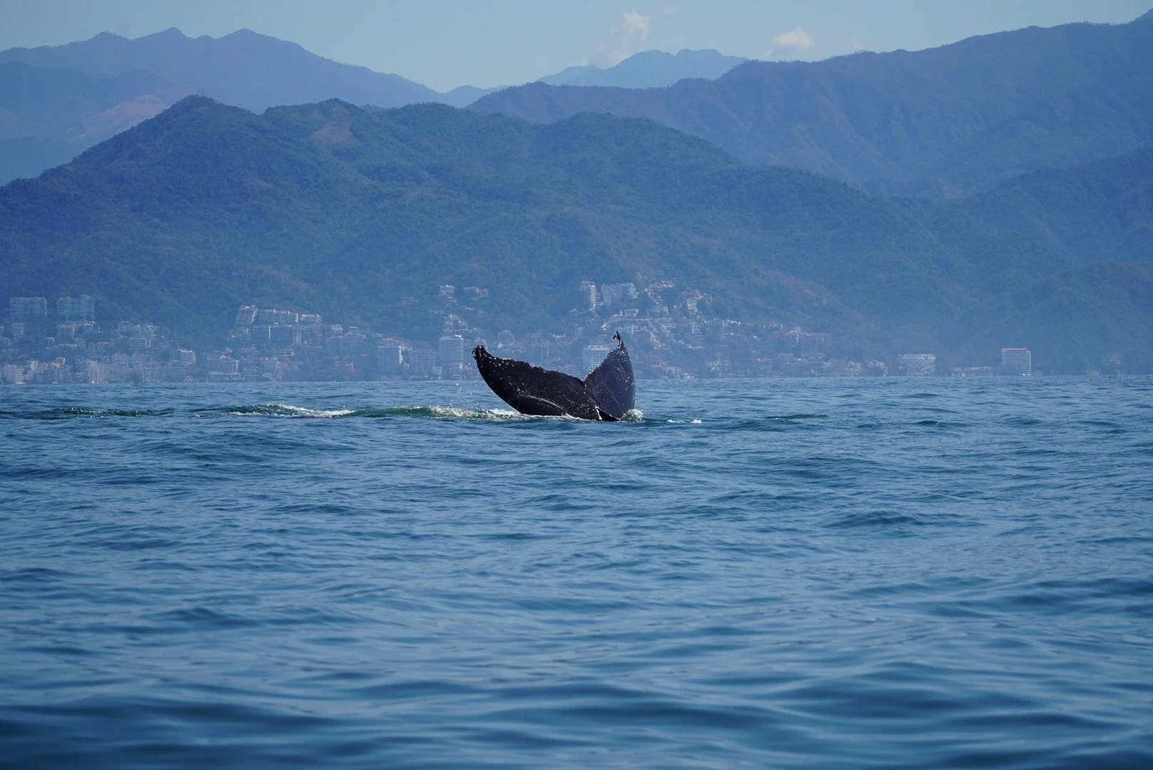 Tail of a Humpback Whale diving in the Bahía de Banderas; Puerto Vallarta  sits in the distance
