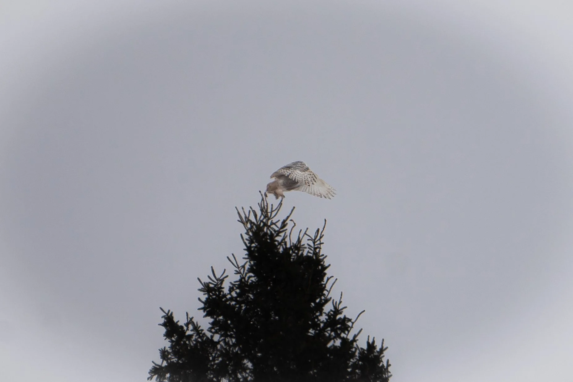snowy owl-7.jpg