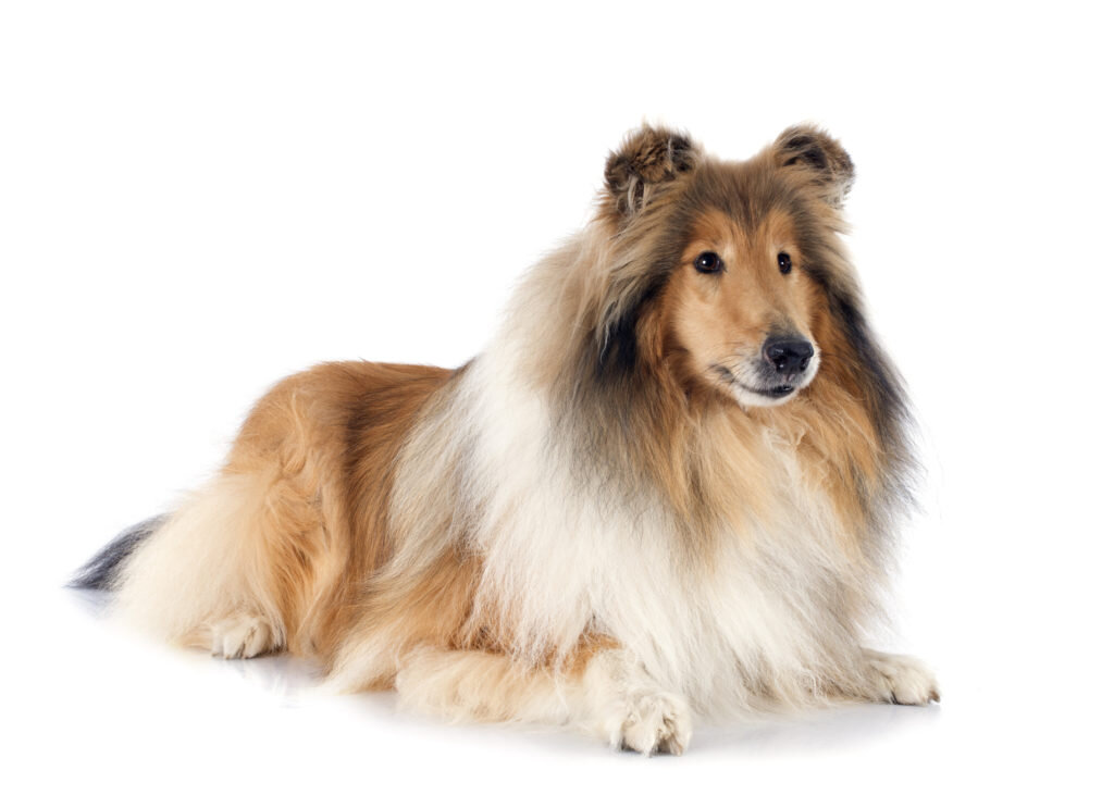 Lassie — Almost Home Dog Rescue of Ohio