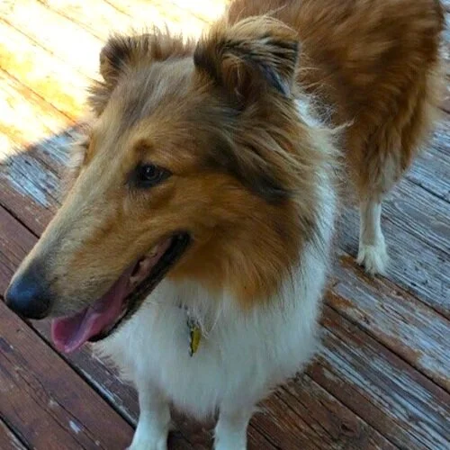 Sierra 1 square.jpeg