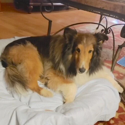 Sprint 1 square.jpeg