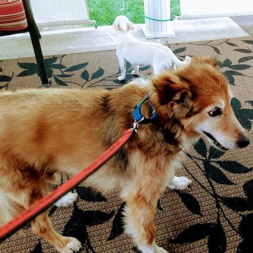 Butch pic 8.2021.jpeg