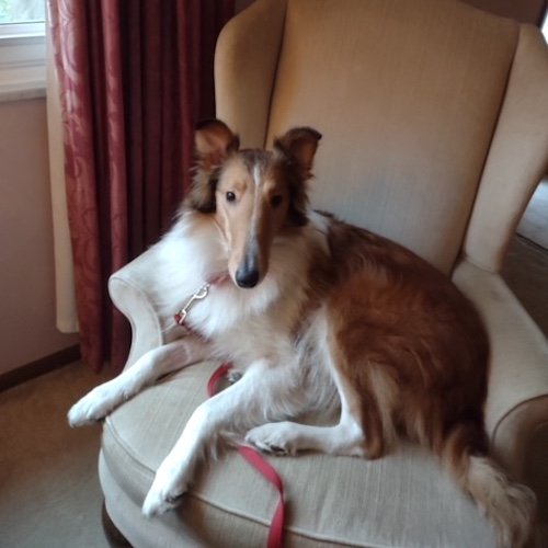 Lassie — Almost Home Dog Rescue of Ohio