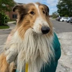 Lassie 1 square.jpeg