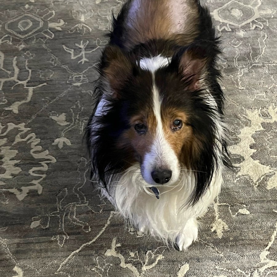 Brutus standing.jpeg