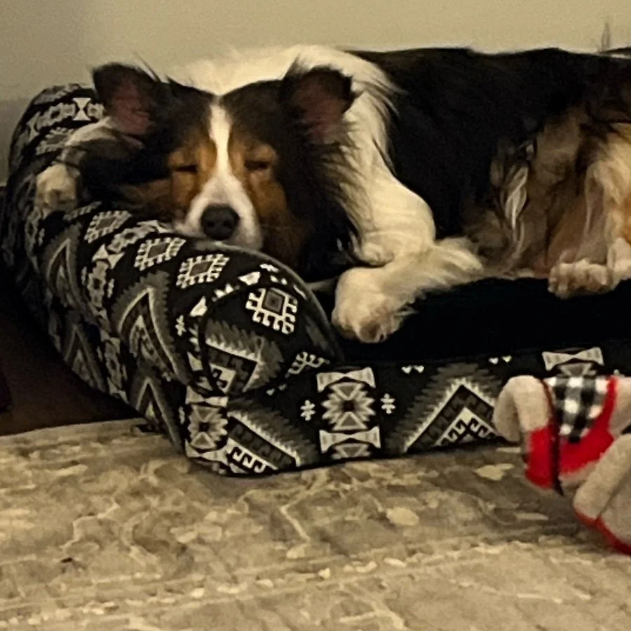 Brutus sleeping.jpeg