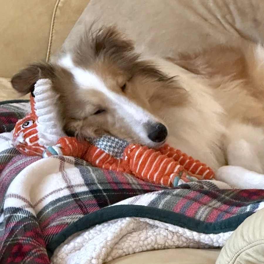 Brys napping.jpeg