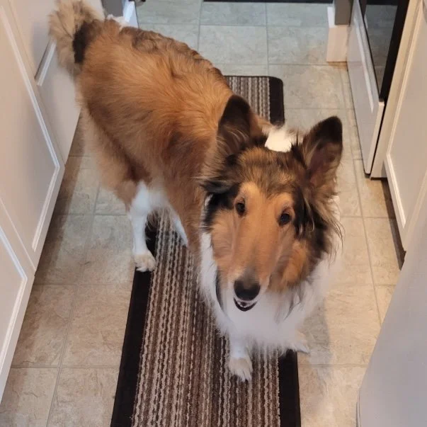 Sadie 5 sq.jpeg