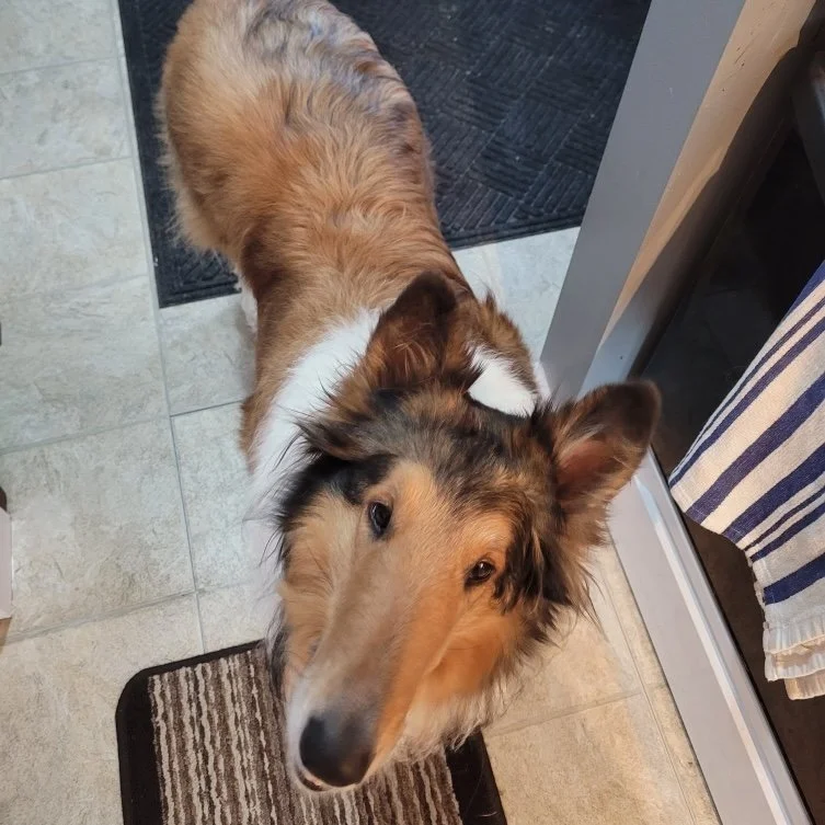 Sadie 4 sq.jpeg