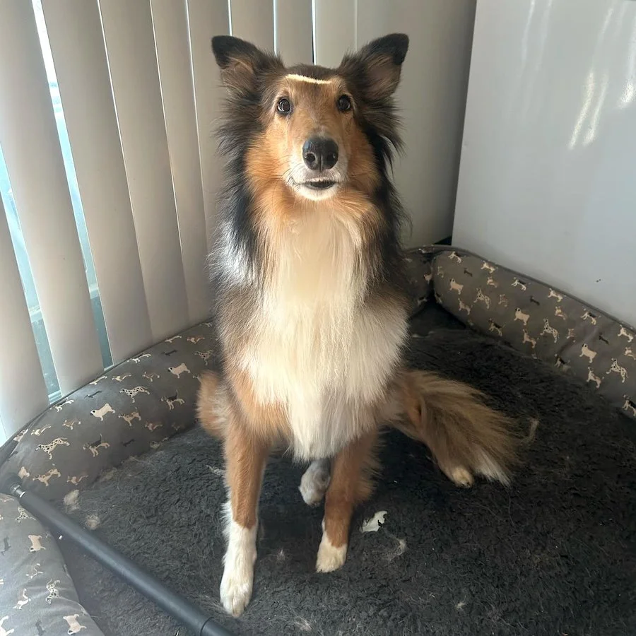 Missy.1 sq.jpeg