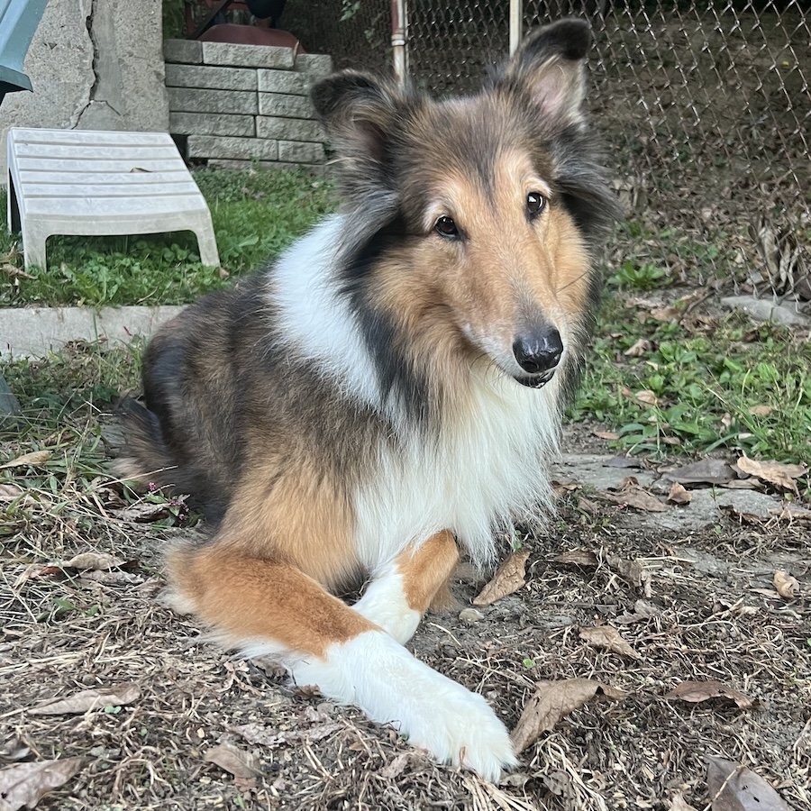 Missy 5 sq.jpeg