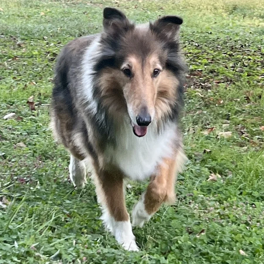 Missy 6 sq.jpeg