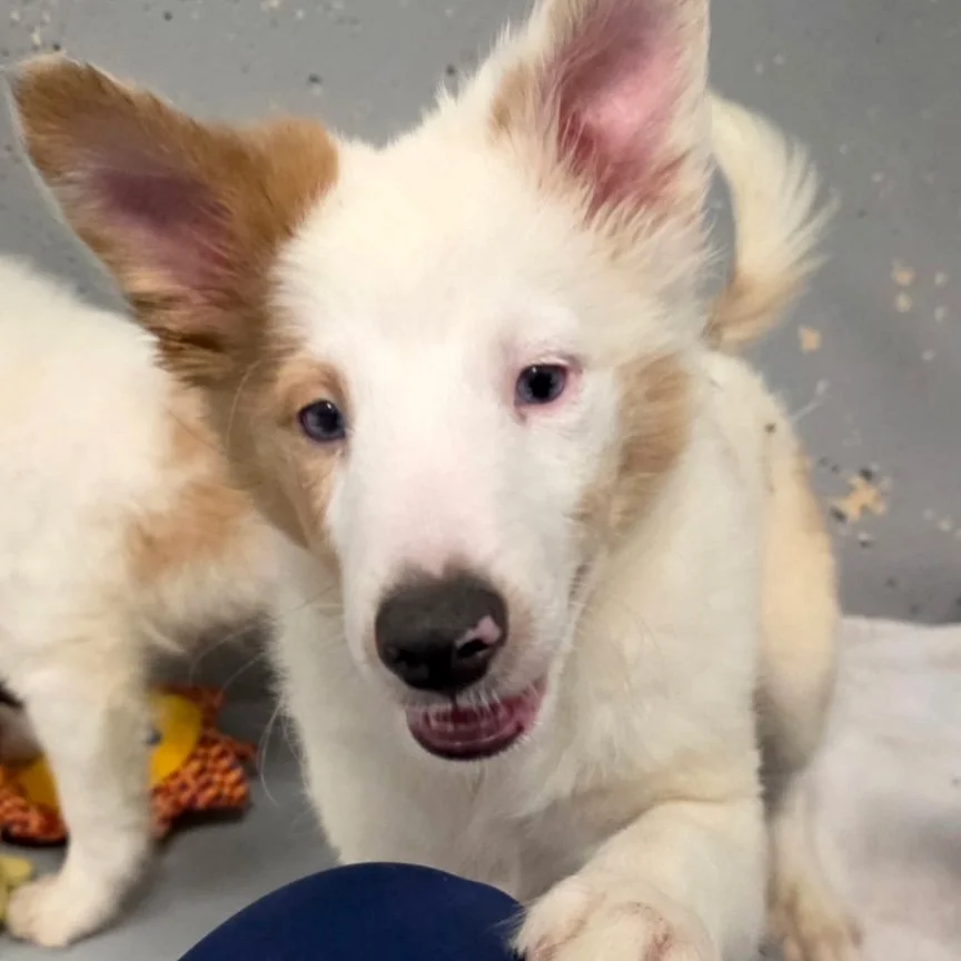 Radar (vision &amp; hearing issues)-adoption pending