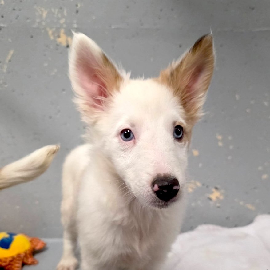 Whisper (vision &amp; hearing issues)-adoption pending