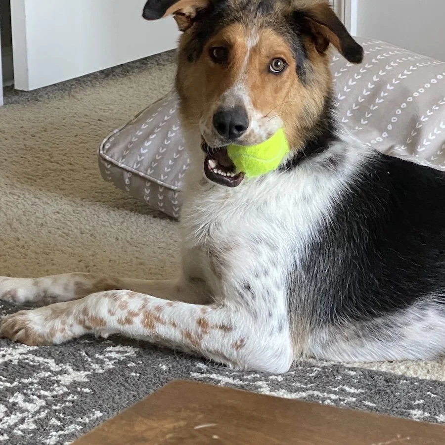 Tucker (courtesy post)