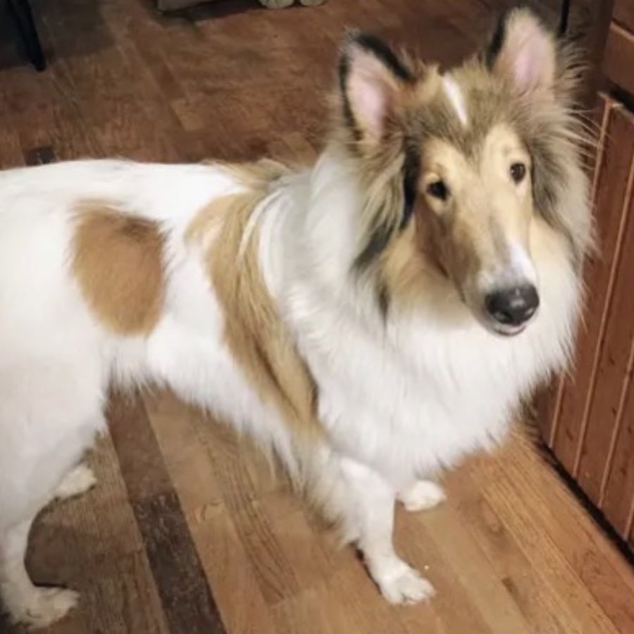 Laddie - adoption pending