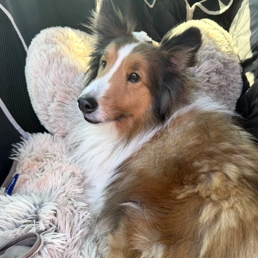 Peanut - adoption pending