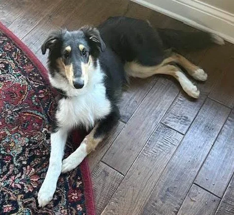Piper