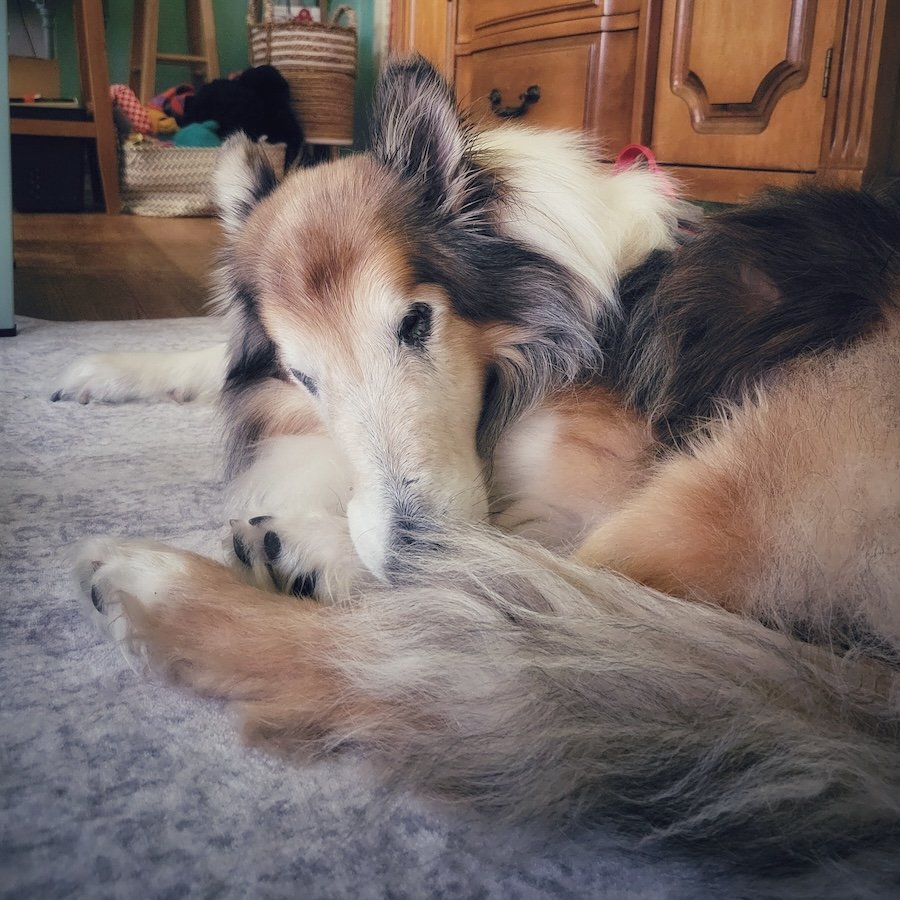 Alfie 2.jpg