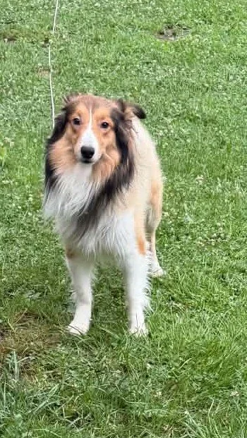Rocky.1.jpg