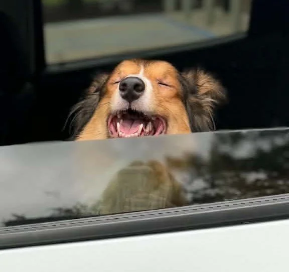 Rocky - My New Life Is Good.jpg