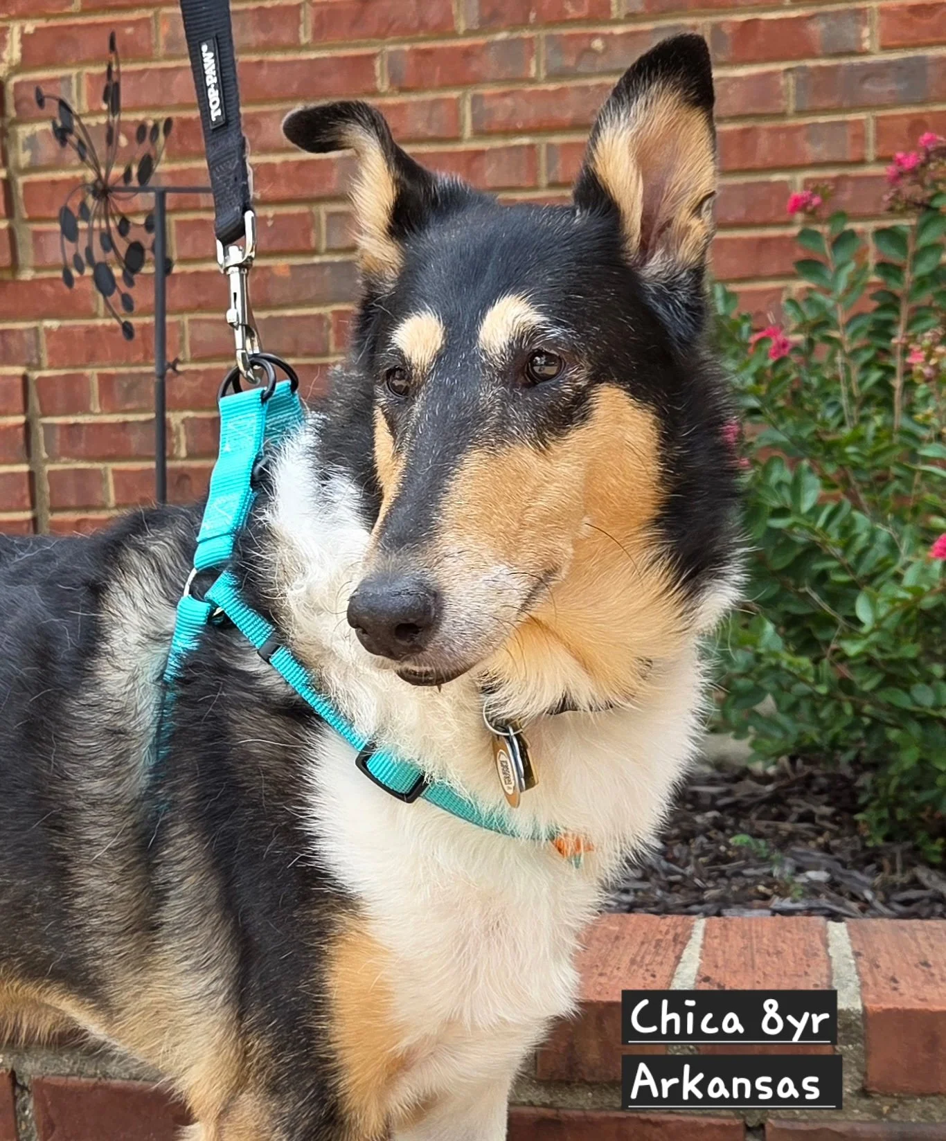Chica2.jpg