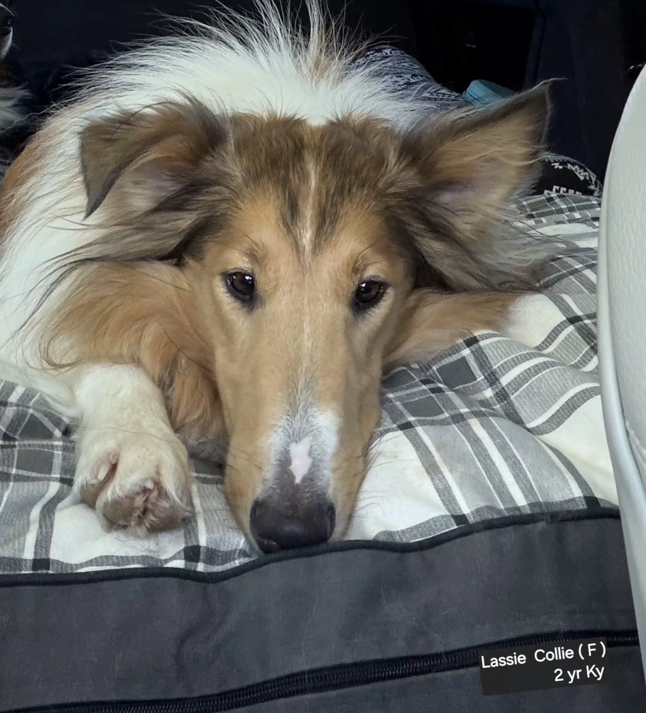 lassie3.jpeg