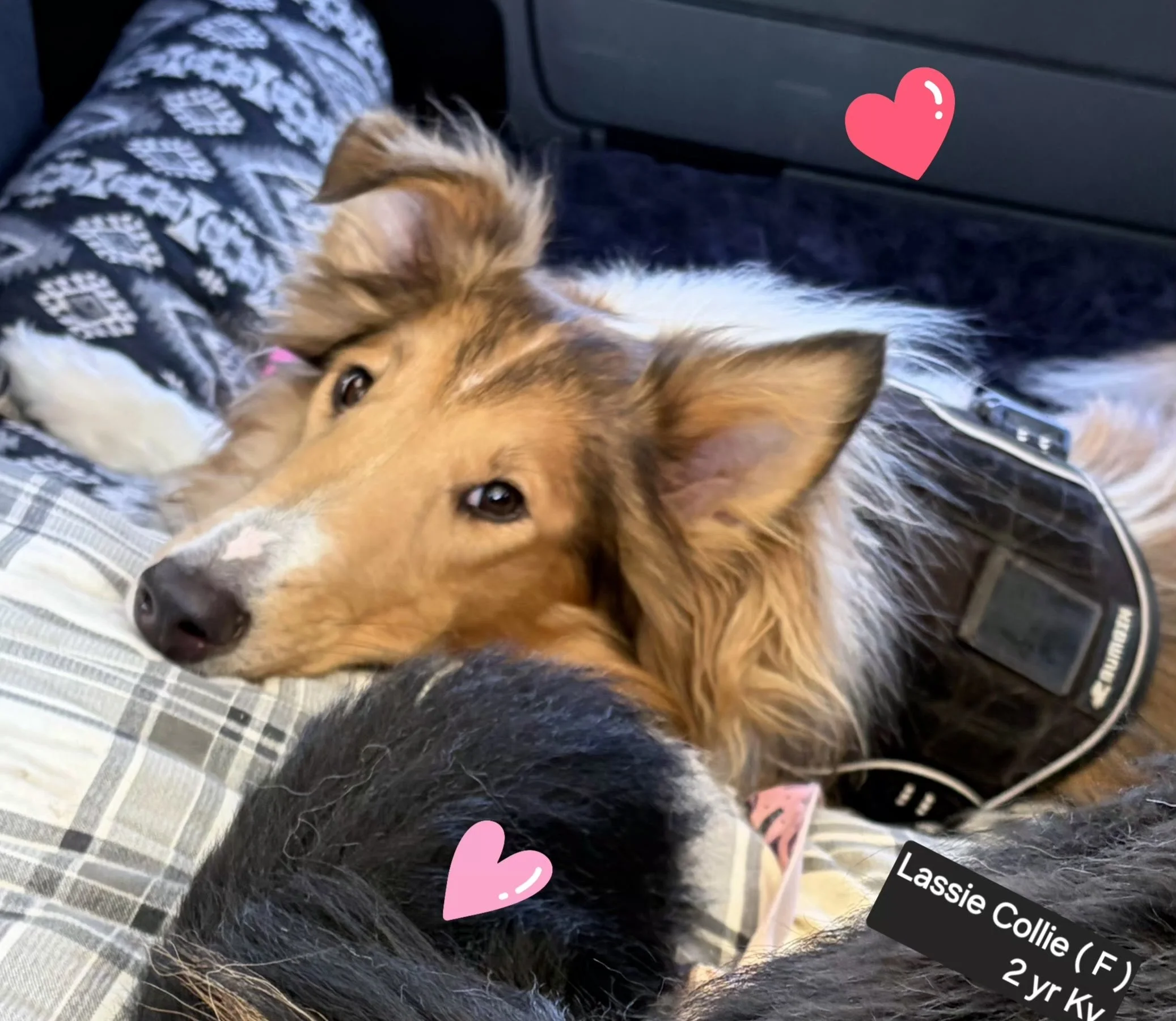 lassie2.jpeg