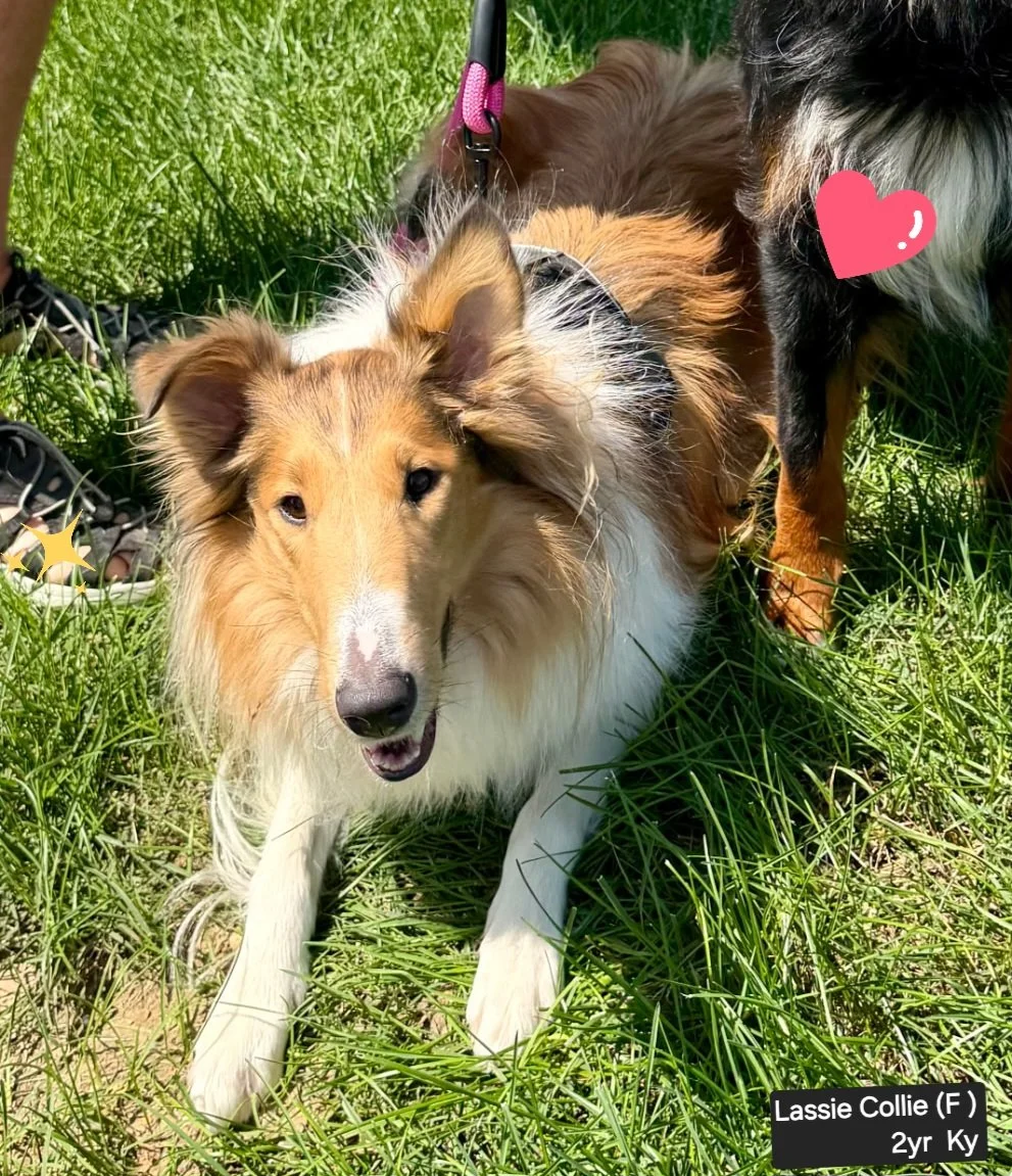 lassie.jpg