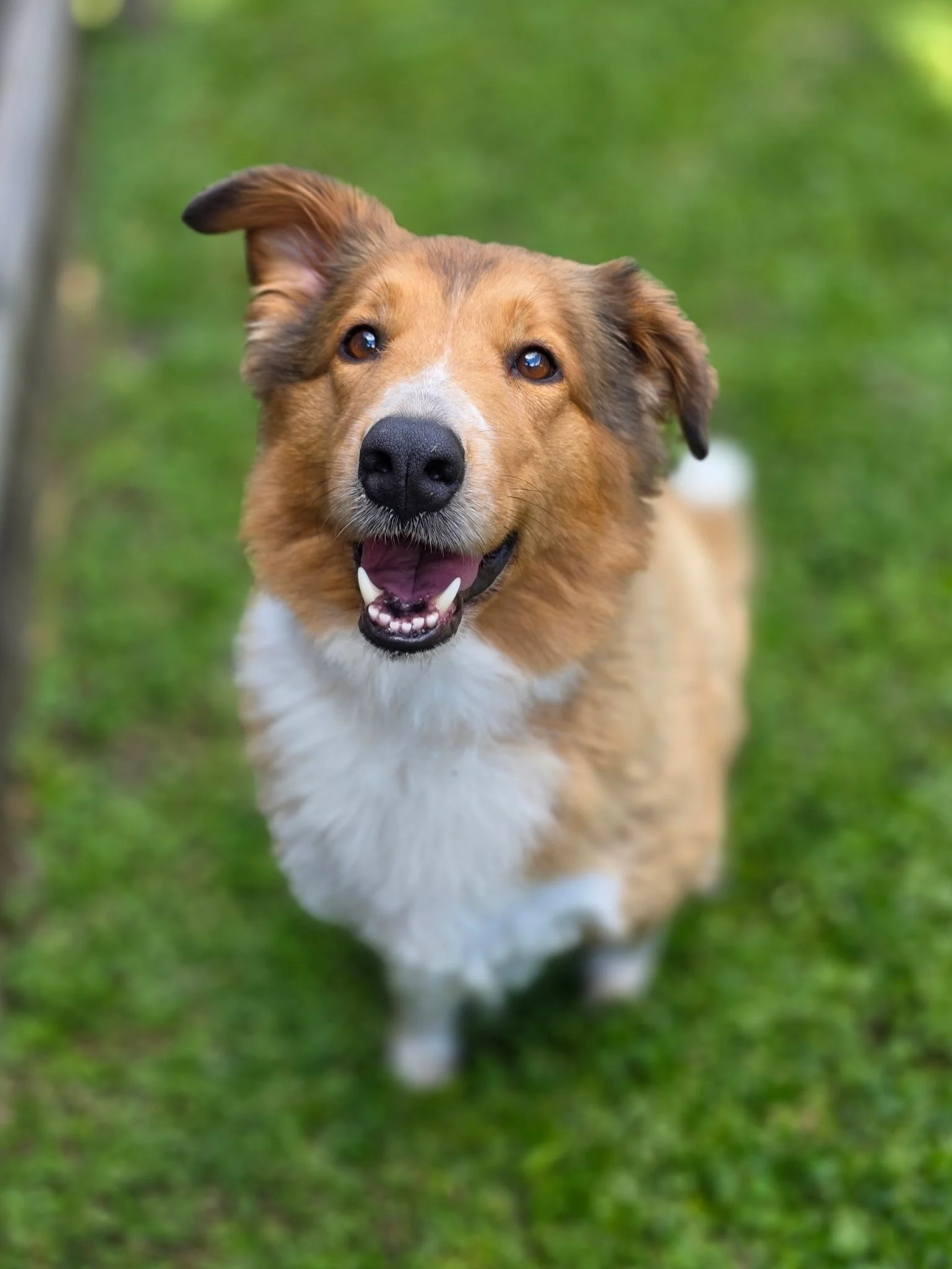 Lulu.3.JPG