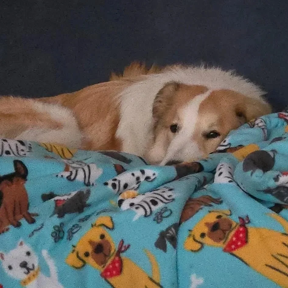 Muppet+2.jpg