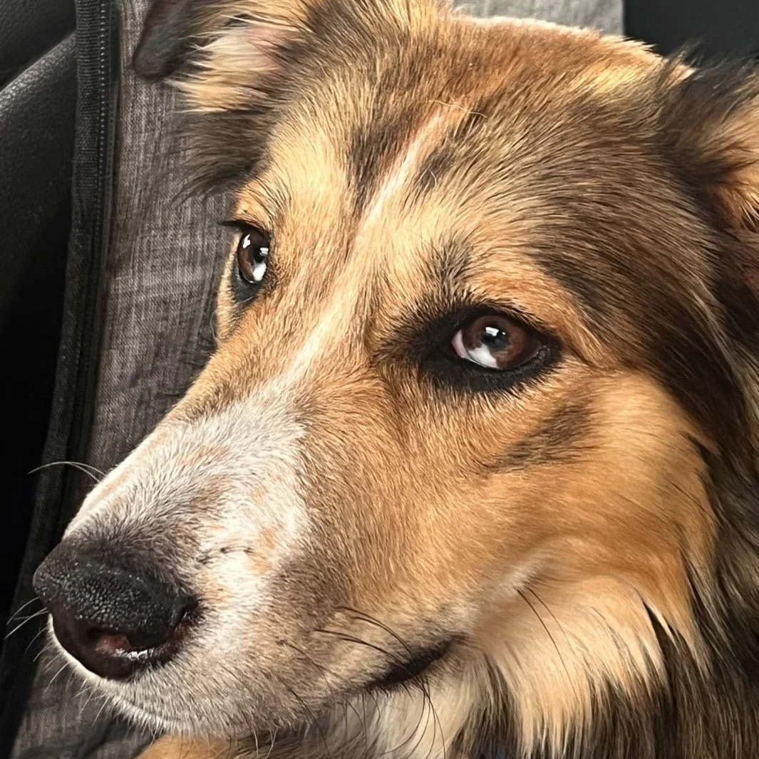 Maddie 4.jpg